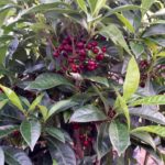 Bahama Wild Coffee