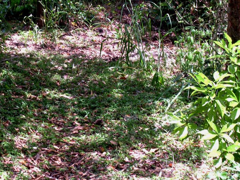 Basketgrass