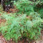 Bracken Fern