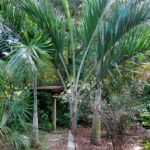 Buccaneer Palm