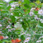 Climbing Aster