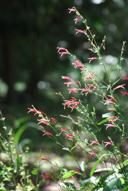 Crimson Dicliptera