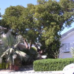 Gumbo Limbo