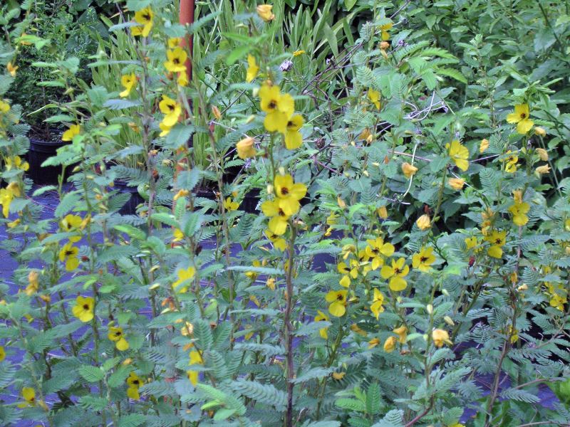 Partridge pea