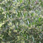 Pineland Privet