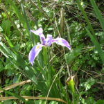 Prairie Iris