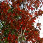 Red Maple