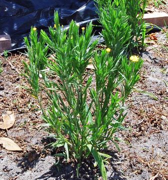 Narrowleaf Silkgrass