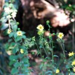 Starry Rosinweed