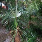 Silver Palm