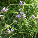 Spiderwort