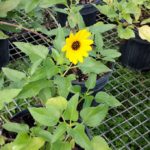 Dune Sunflower