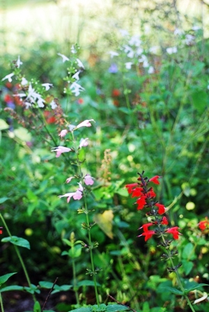 Red Salvia