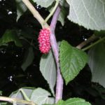 Red Mulberry