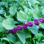 American Beautyberry