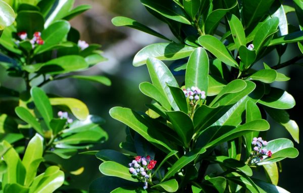 Cinnamon Bark