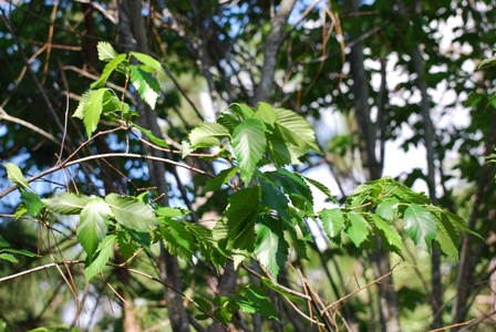 Florida Elm