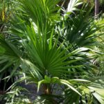 Florida Thatch Palm