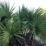 Scrub Palmetto