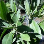 Silver Buttonwood