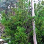 Southern Red Cedar