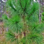 South Florida Slash Pine