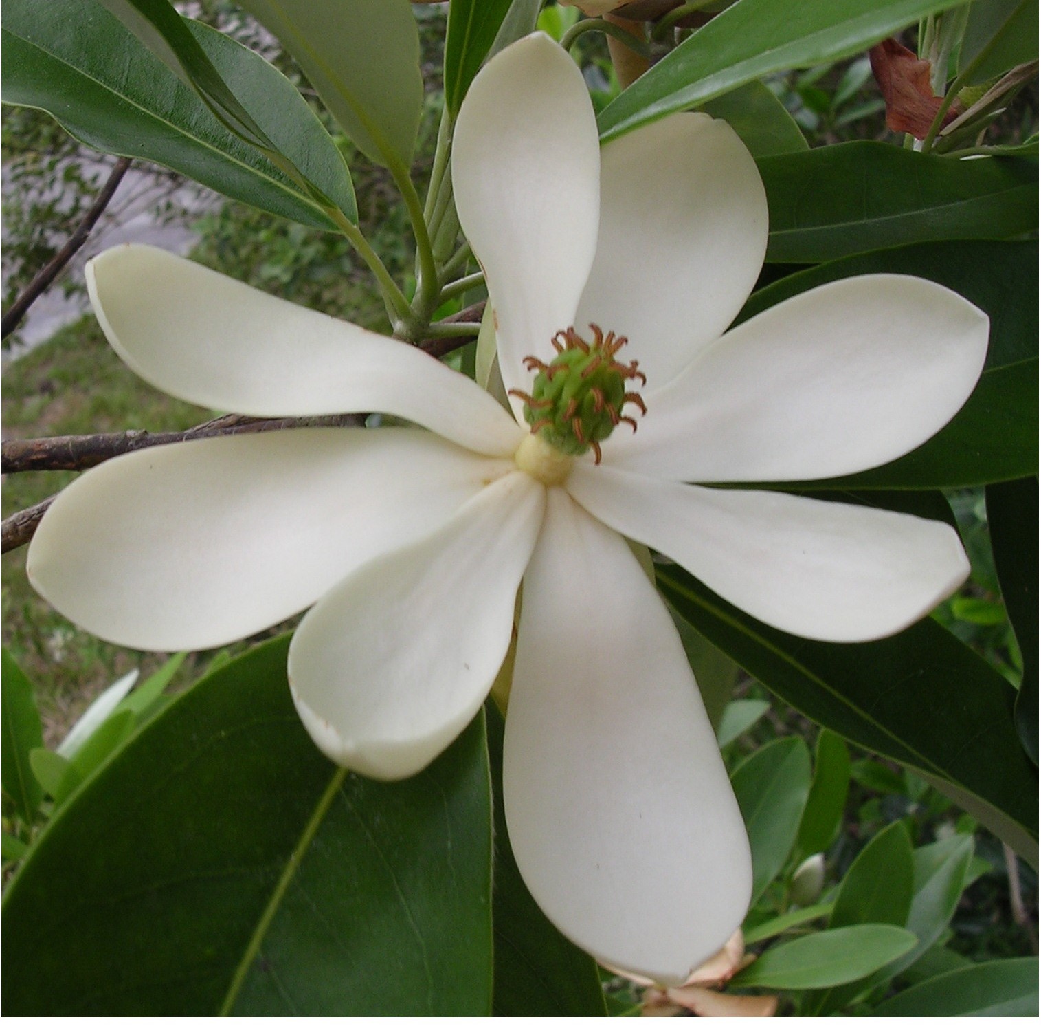 Sweet Bay Magnolia