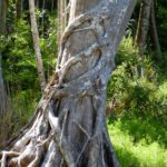 Strangler Fig