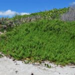 Beach Elder