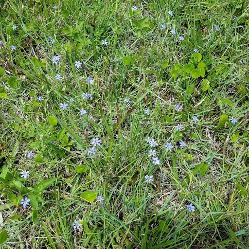 Blue Eyed Grass