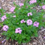 Beach Verbena