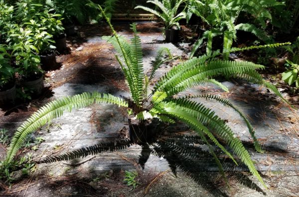 Boston Fern