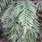 Goldenfoot Fern