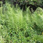 Hottentot Fern