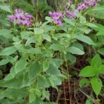 Ironweed