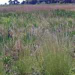 Little Bluestem