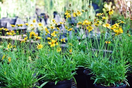 Coreopsis: Lance Leaf