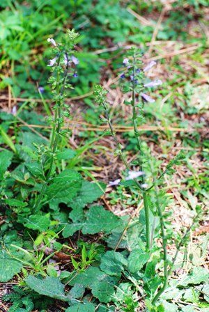 Lyre Leaved Sage