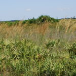 Lopsided Indiangrass