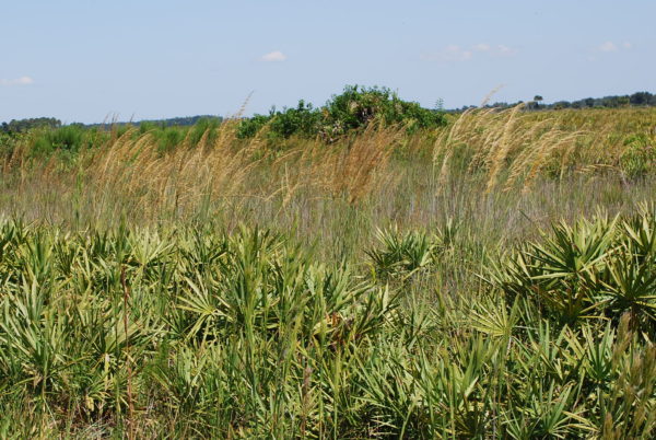 Lopsided Indiangrass