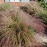 Muhlygrass