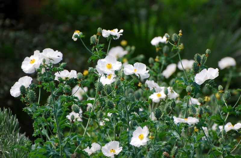 Prickly Poppy