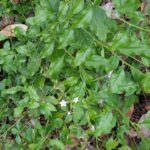 Wild Plumbago