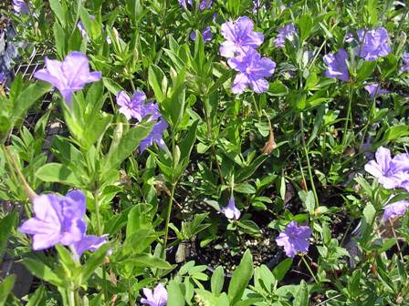 Pineland Petunia