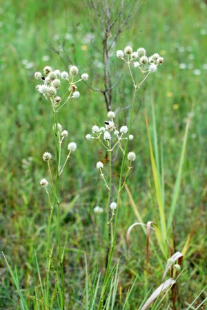 Rattlesnake Master