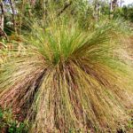 Sand Cordgrass