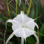 Mangrove Spiderlily