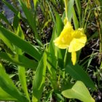 Golden Canna Lily