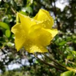 Wild Allamanda