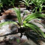 Boston Fern